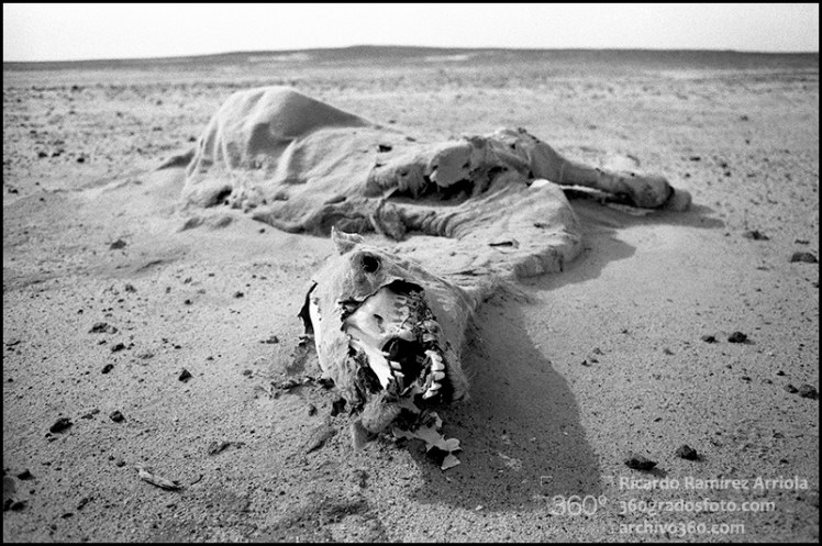 01RicardoRamirezArriola028020