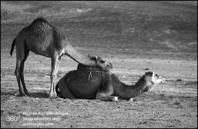 11RicardoRamirezArriola0268