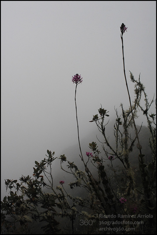 05RicardoRamirezArriola4807