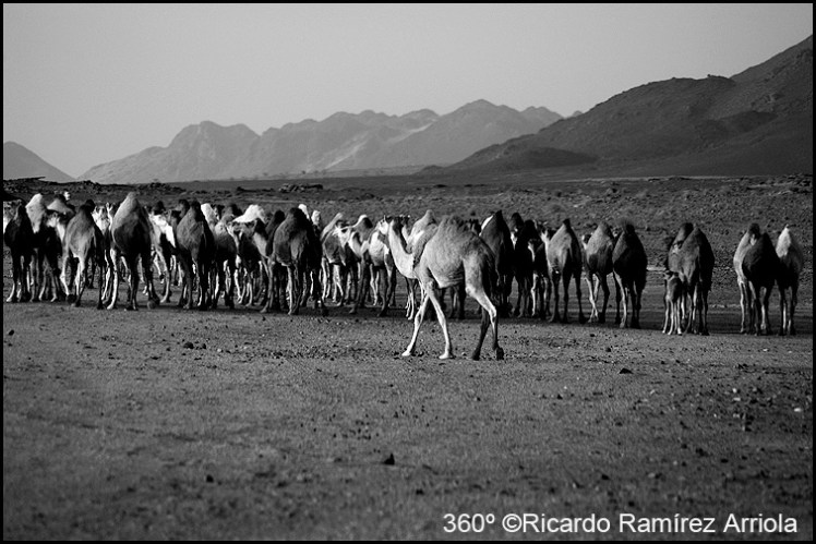 051RicardoRamirezArriola