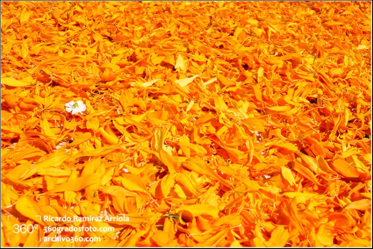 01ricardoramirezarriola3730