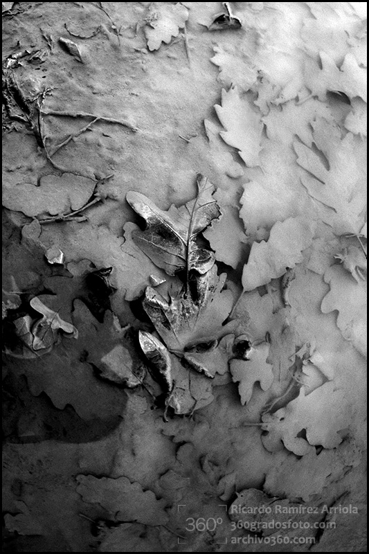 ricardoramirezarriola0146